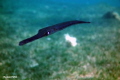   Cornet Fish Dahab Egypt Sony RX100 Ikelite 6116.12 Underwater Housing 611612 6116 12  